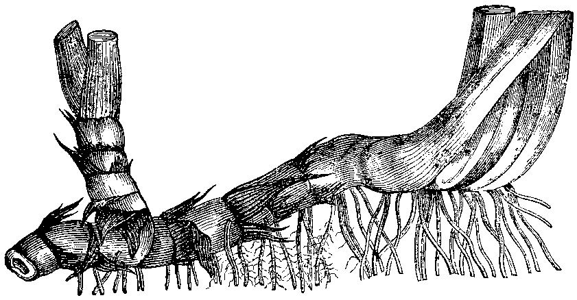 Rhizome