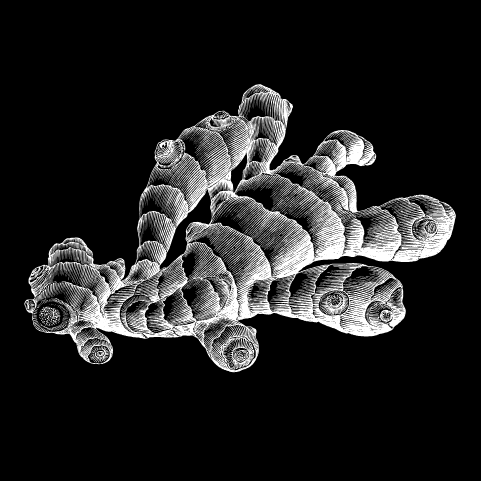 Rhizome